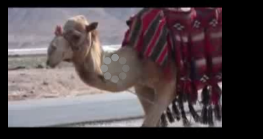 пустыня Кумран танцует верблюд