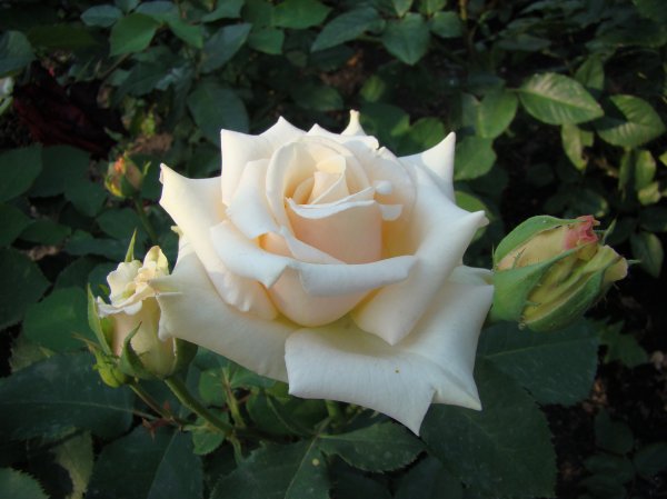 фото белая роза